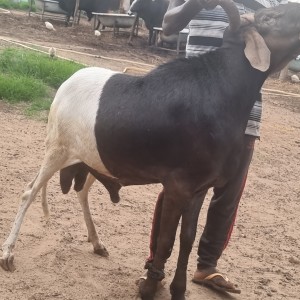 Udah breed of Ram 100kg-105kg