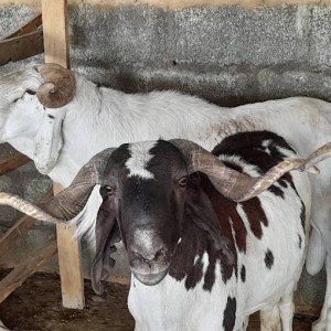 Udah breeds of Ram 60kg-65kg
